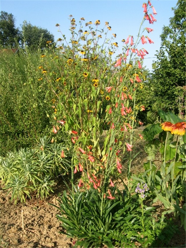 Penstemon